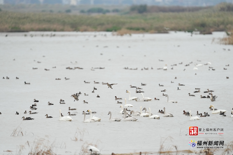 闽江河口湿地近300只小天鹅如约而至 公园恢复对外开放