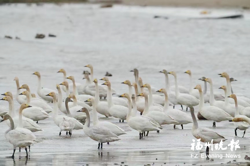闽江河口国家湿地公园恢复开放 “小天鹅之舞”如约而至