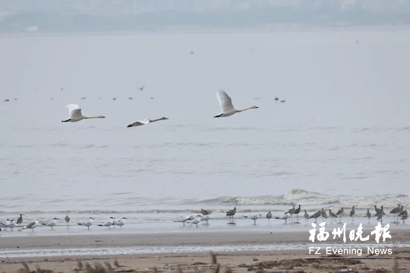 闽江河口国家湿地公园恢复开放 “小天鹅之舞”如约而至