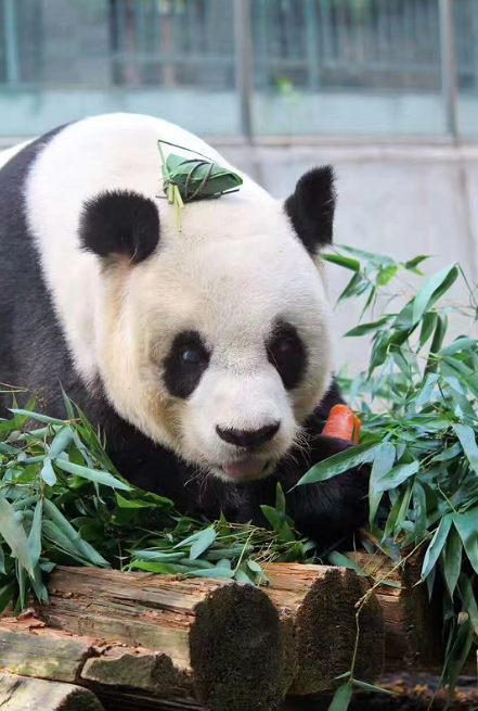 大熊猫“团团”在台北去世 它是福州“女婿”