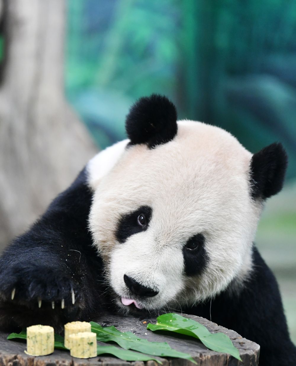 大熊猫“团团”，感谢你带给两岸同胞的美好回忆！