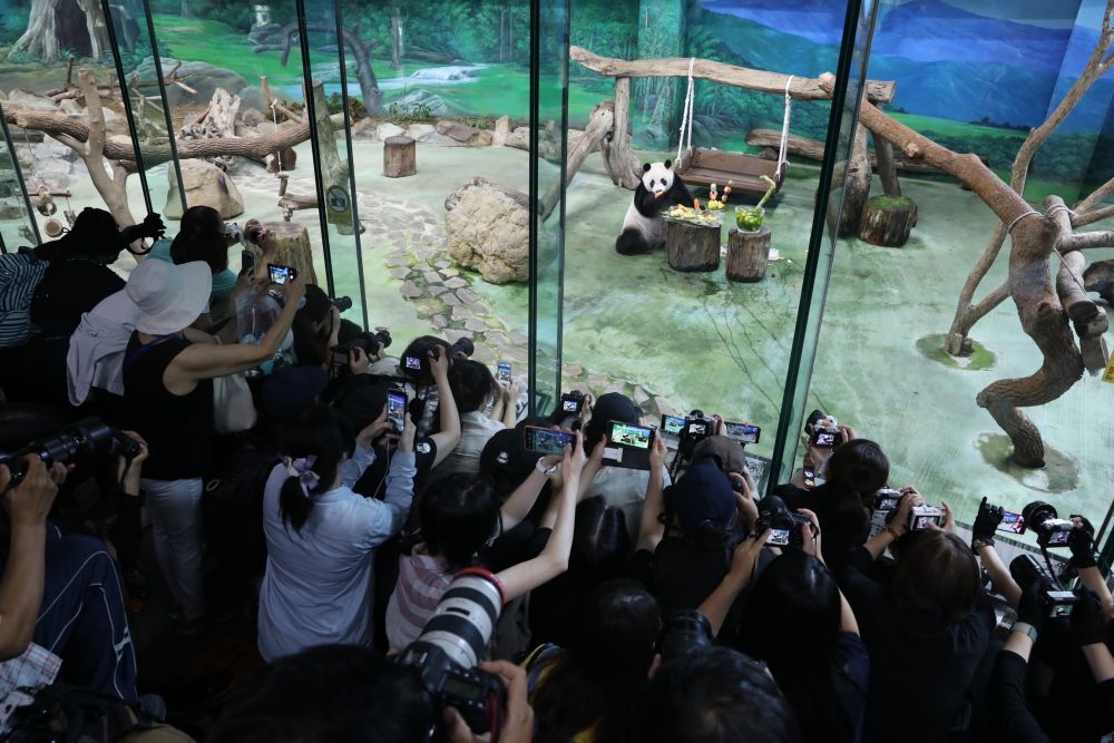 大熊猫“团团”，感谢你带给两岸同胞的美好回忆！