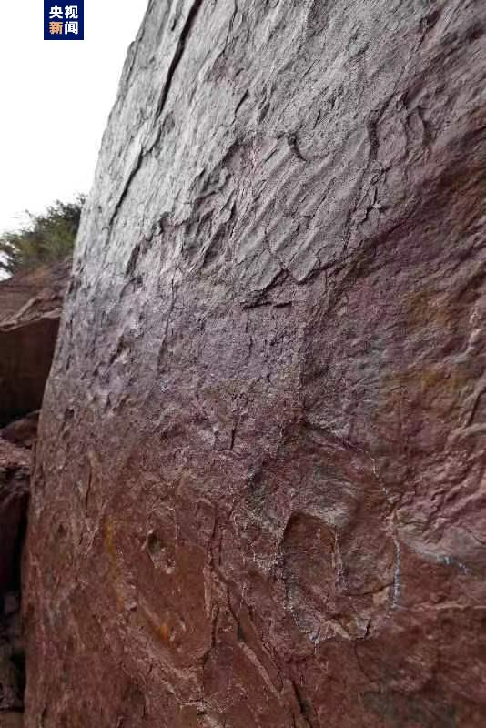 福建上杭新发现罕见正负模保存的恐龙足迹化石