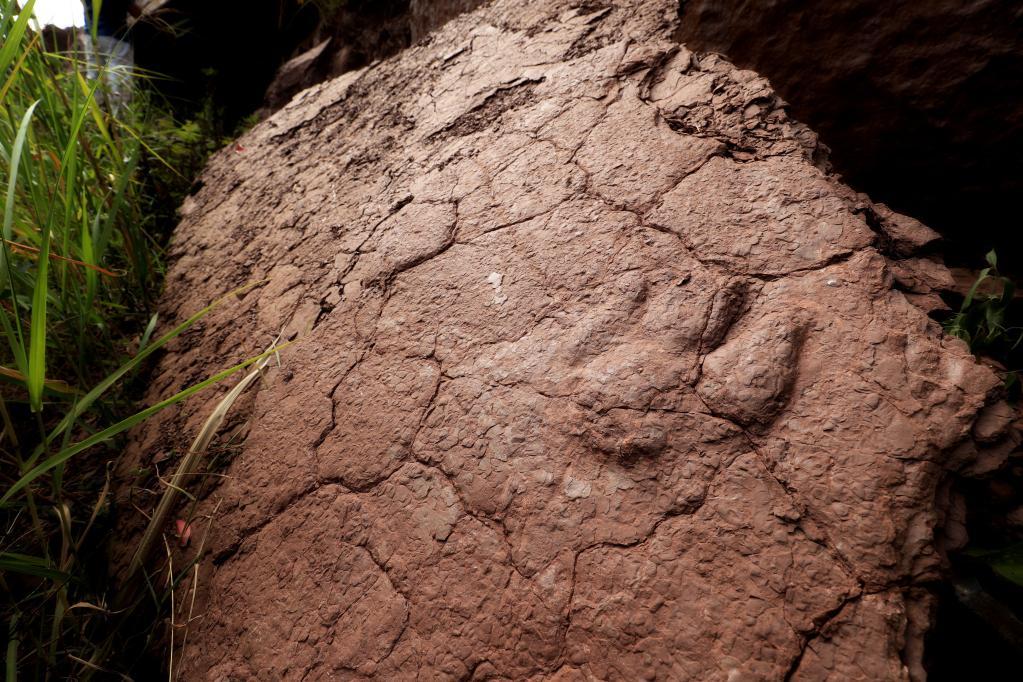 福建发现恐龙灭绝前最后阶段的活动遗迹