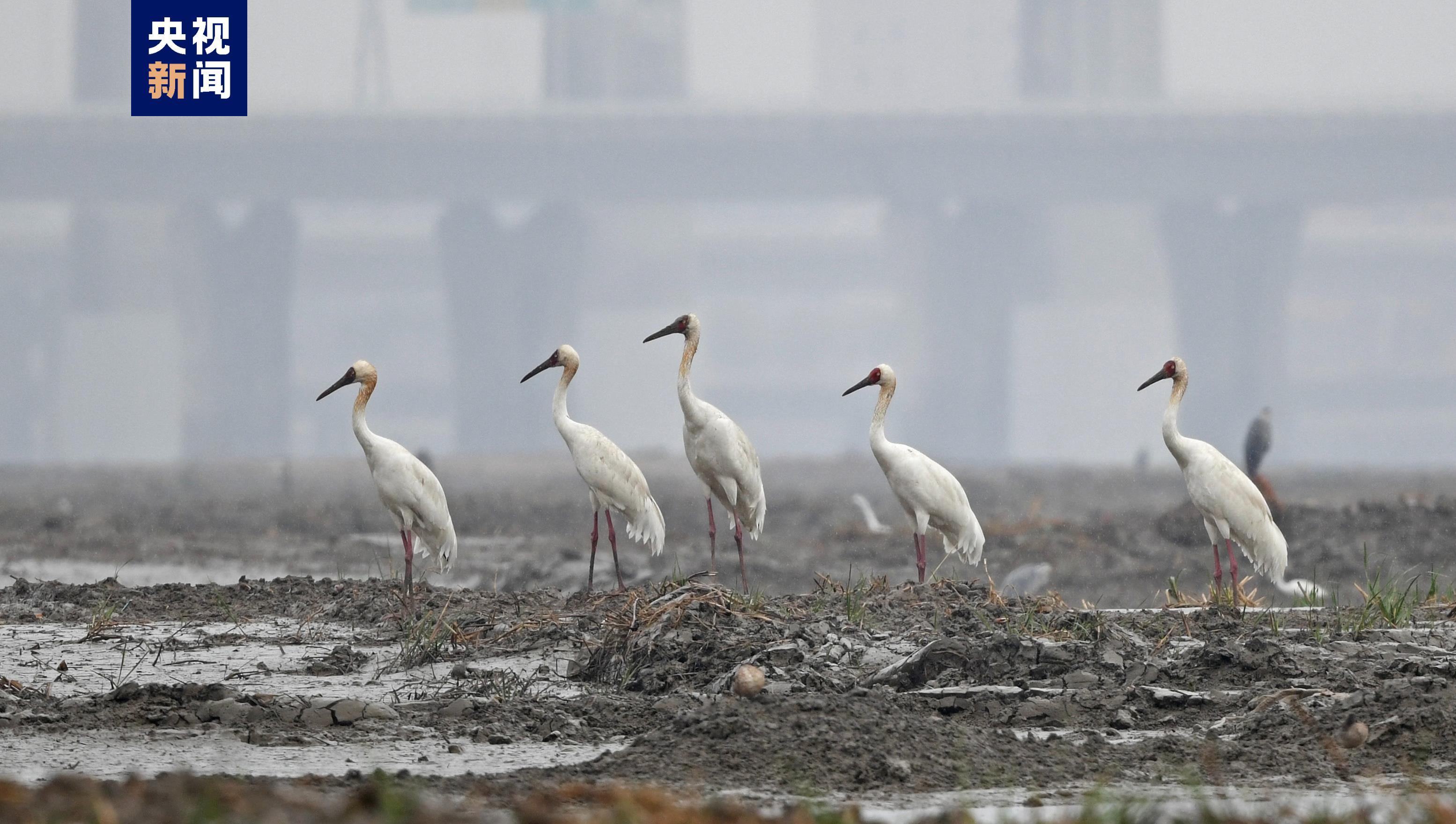 全球极危物种白鹤现身福建 数量刷新纪录