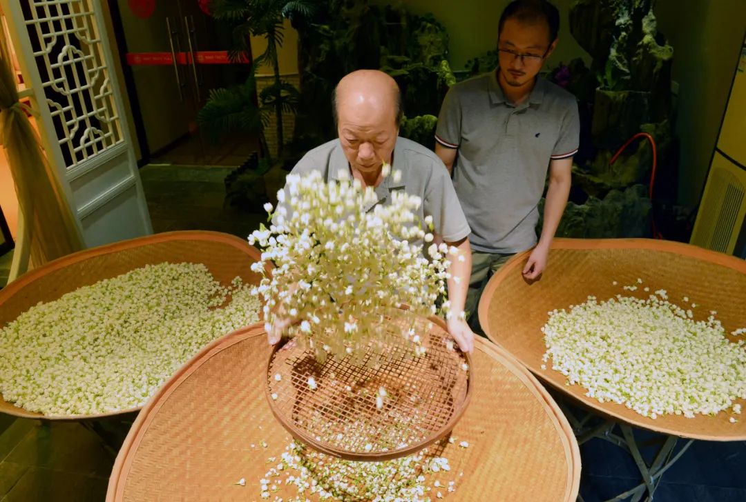 《花与茶》——福州茉莉花茶窨制工艺