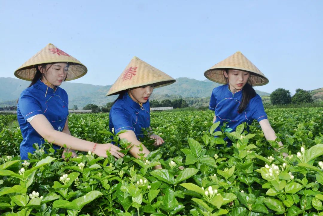 福州茉莉花茶窨制工艺成功入选世界非遗