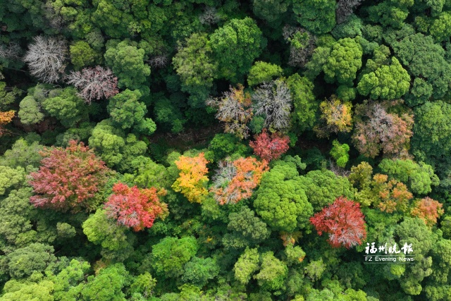 鼓山枫香谷正值最佳观赏期来看看霜叶红于二月花