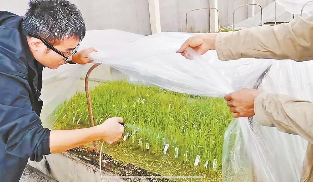 福建：一场水稻与病原菌的“军备竞赛”