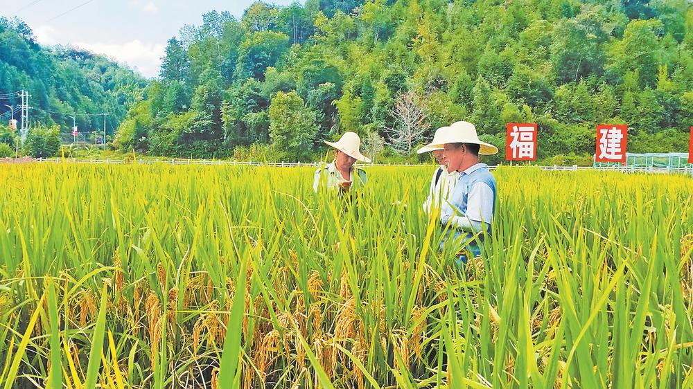福建：一场水稻与病原菌的“军备竞赛”