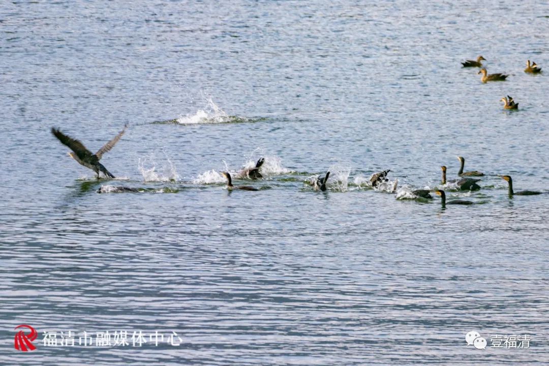 福清石竹湖上的这群客人，能飞，能浮，能潜……