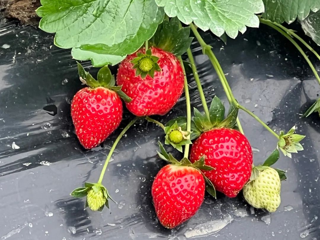 草莓采摘开始啦，约吗？