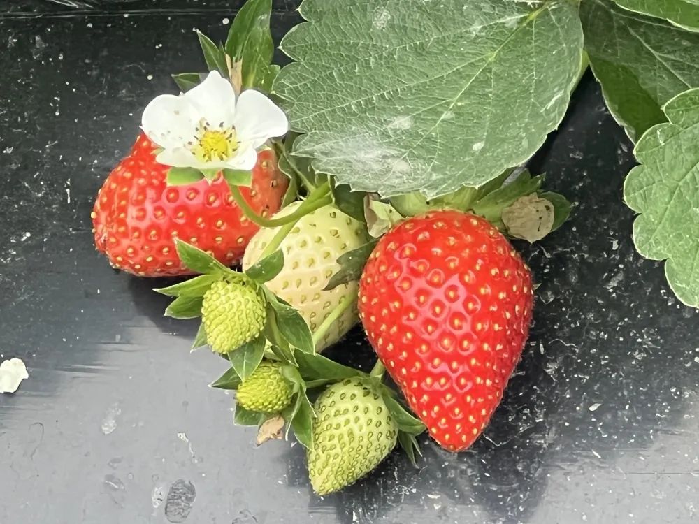 草莓采摘开始啦，约吗？