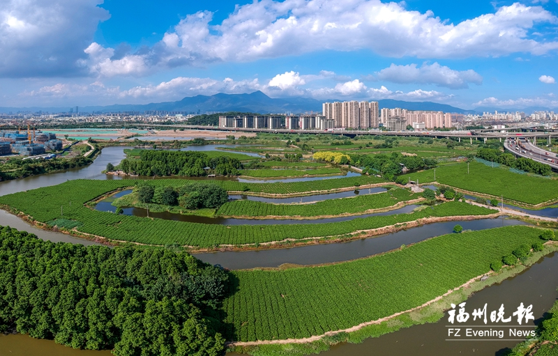 福州茉莉花茶：烫金名片 重焕光彩