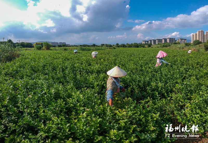 福州茉莉花茶：烫金名片 重焕光彩