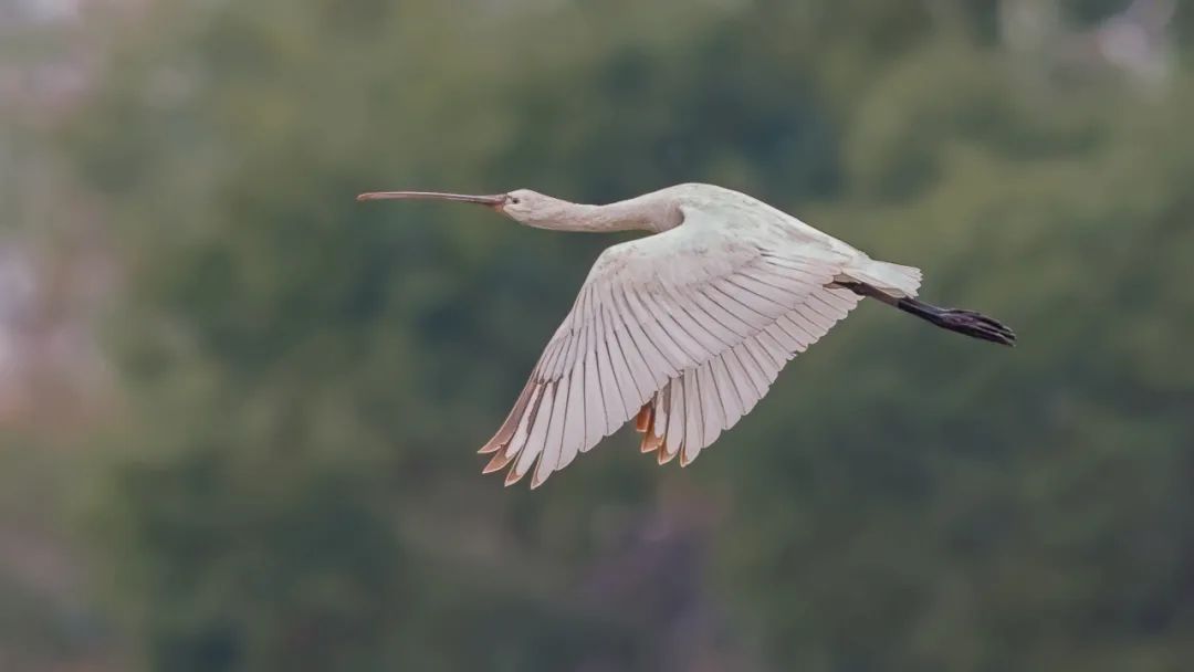 闽西又现新鸟种！国家二级保护动物白琵鹭首现长汀河田