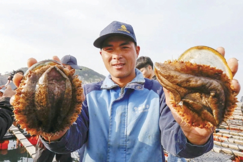 农民日报聚焦连江:鲍鱼产业从养殖到消费的变化