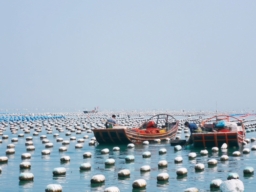 农民日报聚焦连江:鲍鱼产业从养殖到消费的变化