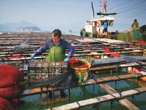 农民日报关注连江：从养殖到消费看鲍鱼产业之变