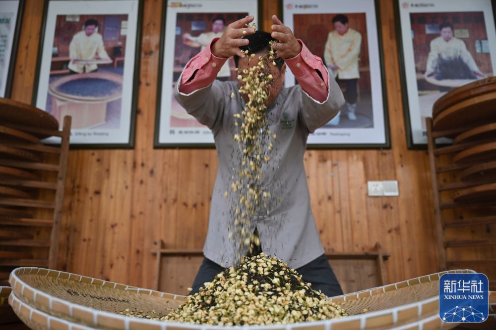 新华社关注福州：茉莉花茶的传统窨制工艺