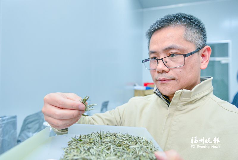 陈泉宾：我做的茶叶有牛肉味