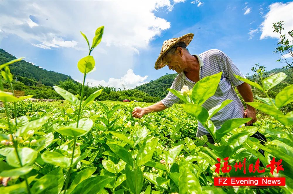 首届中国茶叶交易会将在福州举办！为期3天