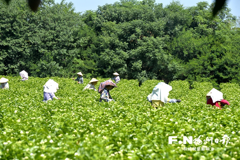 福州：小茶叶撑起大产业