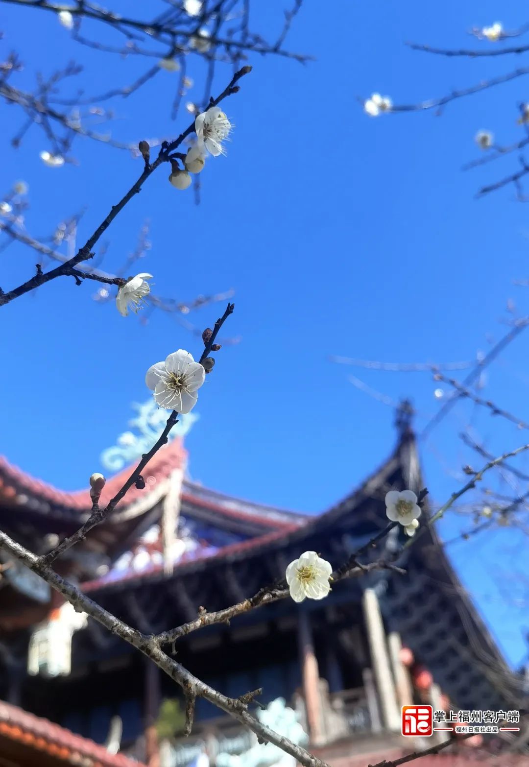 满树爆开！满园芬芳！福州这些地方赛童话！