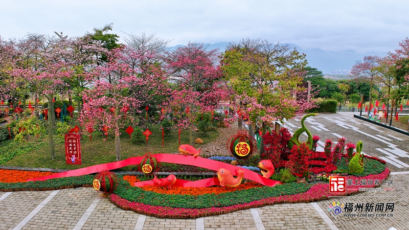 春节临近 超20万盆鲜花扮靓福州各大公园