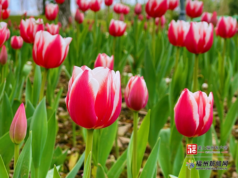 春节临近 超20万盆鲜花扮靓福州各大公园