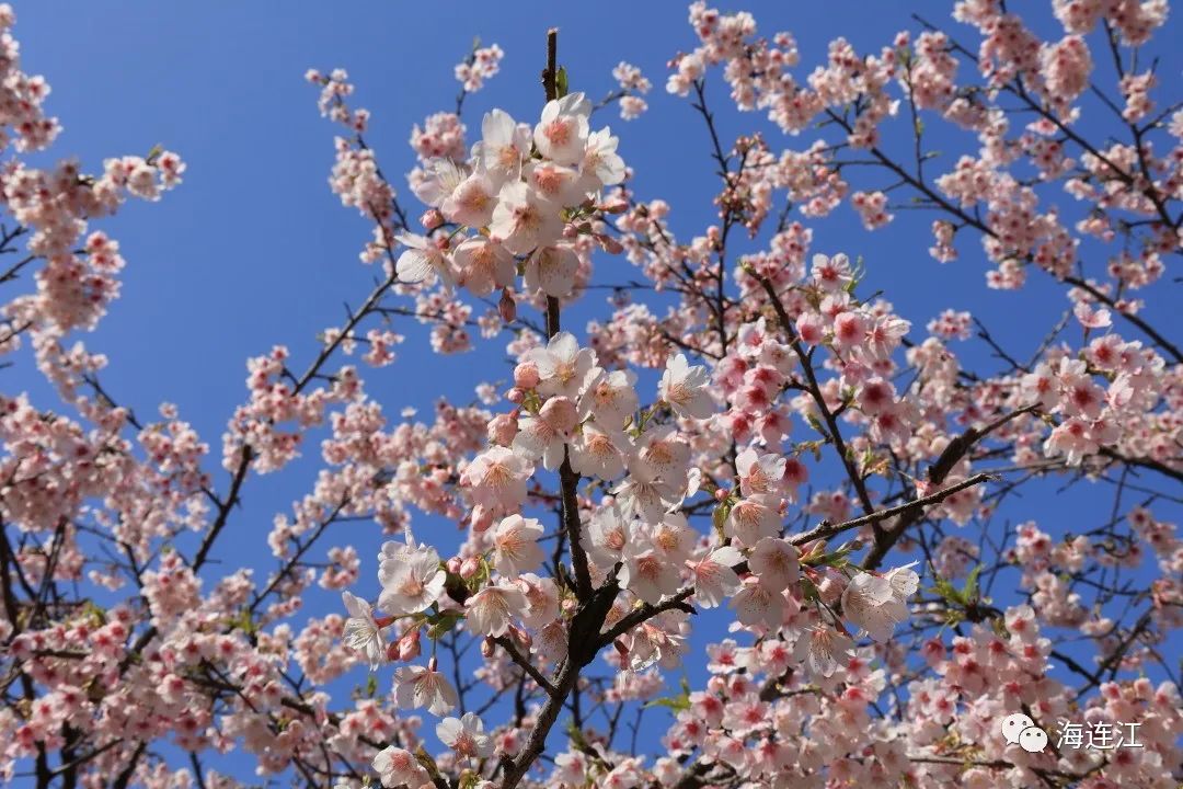 追新看点｜福州早春“花海”来了！这份赏花攻略快收藏