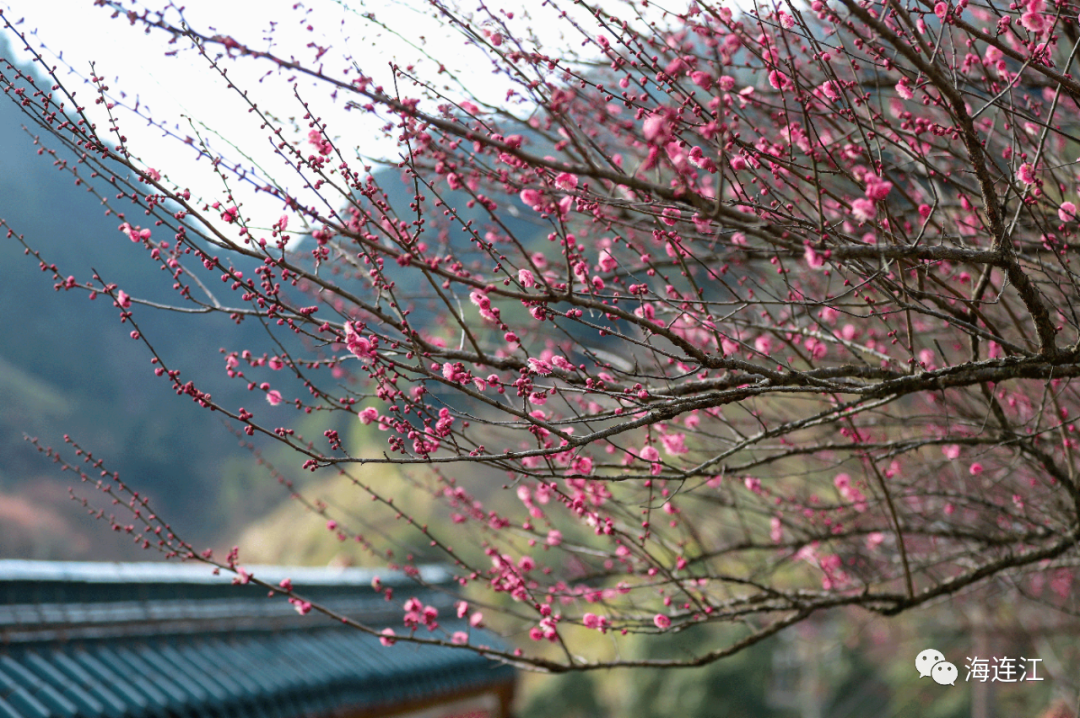 追新看点｜福州早春“花海”来了！这份赏花攻略快收藏