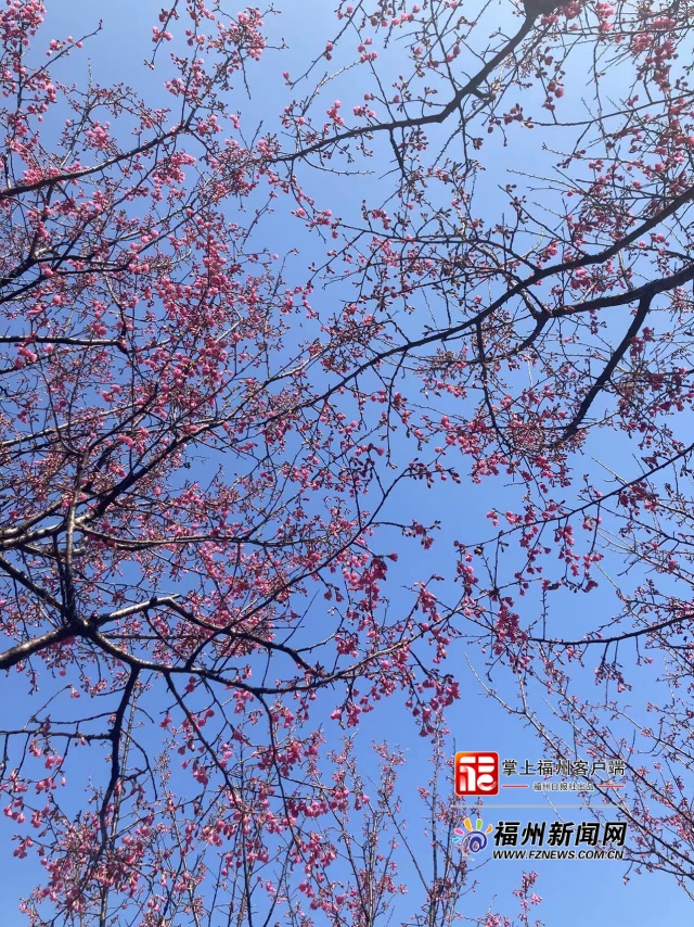 追新看点｜福州早春“花海”来了！这份赏花攻略快收藏