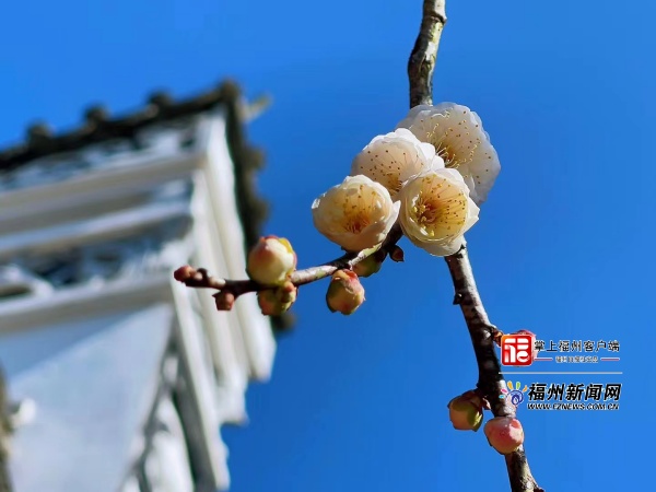 追新看点｜福州早春“花海”来了！这份赏花攻略快收藏