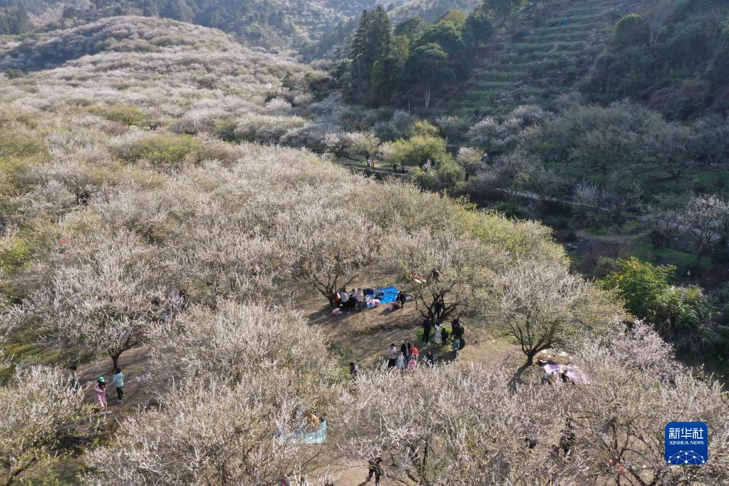 追新看点｜福州早春“花海”来了！这份赏花攻略快收藏