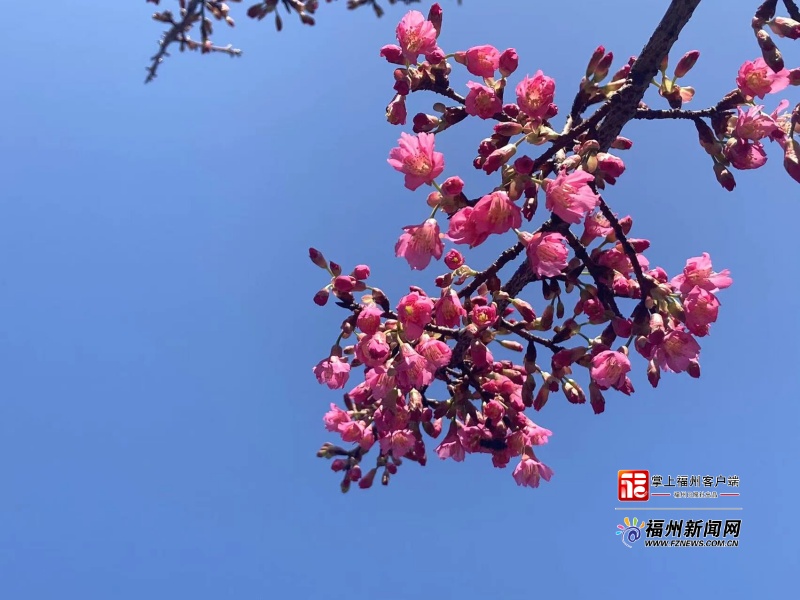 追新看点｜福州早春“花海”来了！这份赏花攻略快收藏