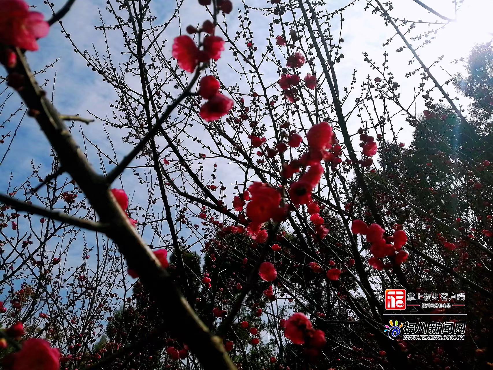 追新看点｜福州早春“花海”来了！这份赏花攻略快收藏