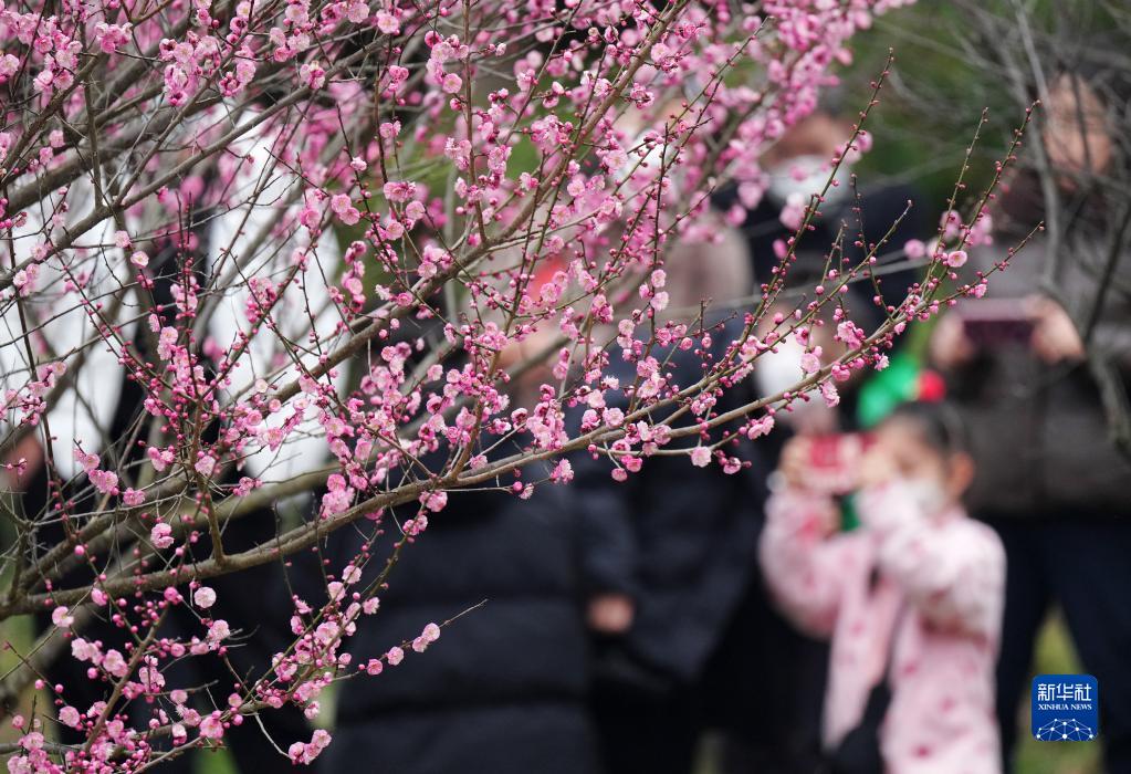 追新看点｜福州早春“花海”来了！这份赏花攻略快收藏