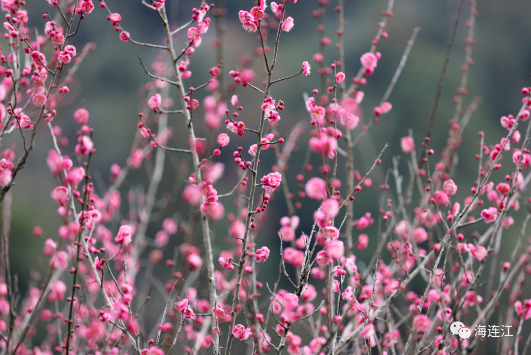 追新看点｜福州早春“花海”来了！这份赏花攻略快收藏