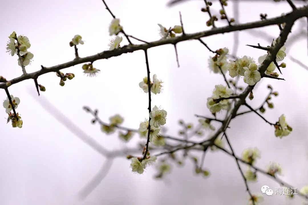 追新看点｜福州早春“花海”来了！这份赏花攻略快收藏