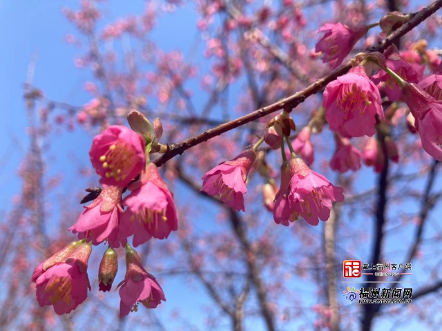 追新看点｜福州早春“花海”来了！这份赏花攻略快收藏