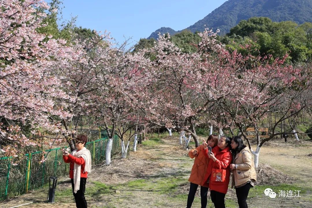 追新看点｜福州早春“花海”来了！这份赏花攻略快收藏