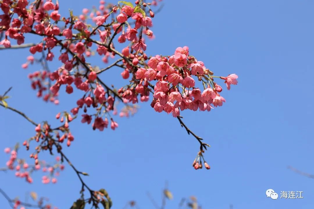 追新看点｜福州早春“花海”来了！这份赏花攻略快收藏