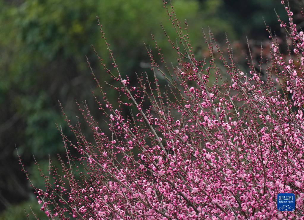 追新看点｜福州早春“花海”来了！这份赏花攻略快收藏