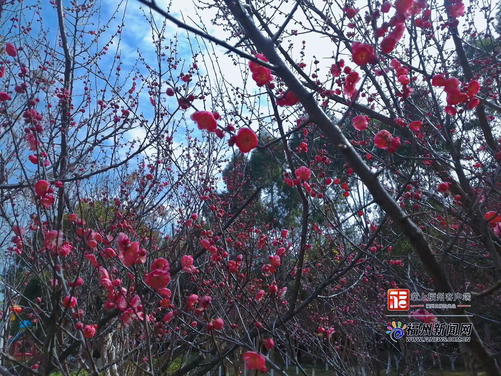 追新看点｜福州早春“花海”来了！这份赏花攻略快收藏