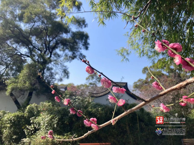 追新看点｜福州早春“花海”来了！这份赏花攻略快收藏