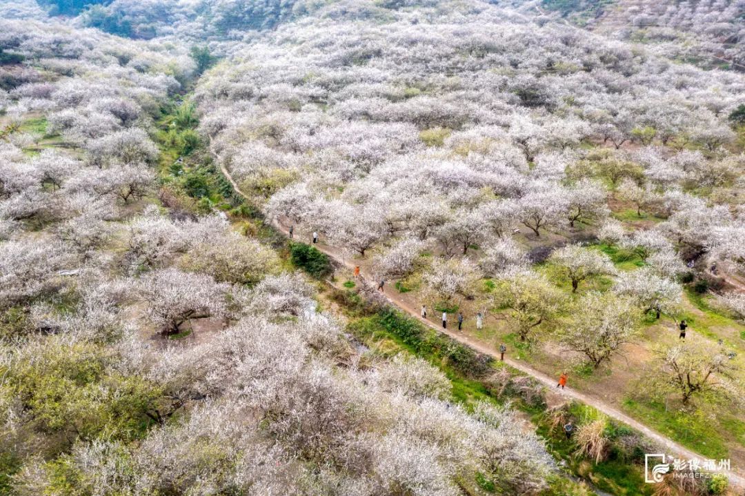 仙气满满！福州迎来最美梅花季！