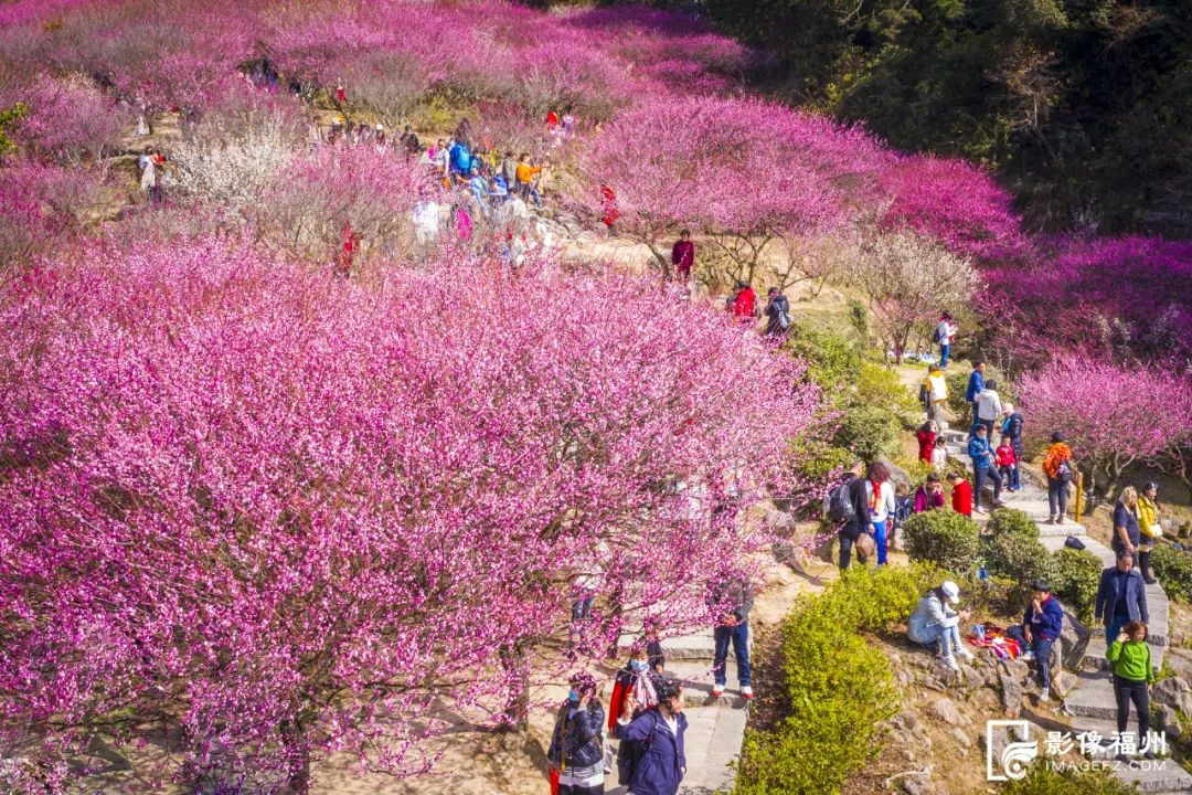 仙气满满！福州迎来最美梅花季！