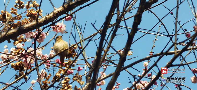 又到樱花灿漫时 福州森林公园一派鸟语花香