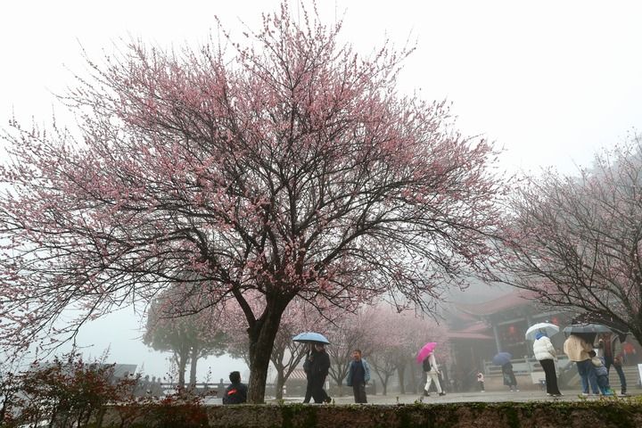 新华社关注福州：立春时节 千年古寺梅花香